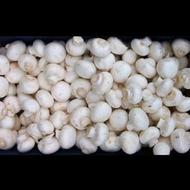 پرورش قارچ لوکس