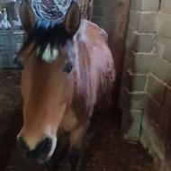 فروش اسب و کره ماده