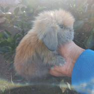 خرگوش لوپ اصل