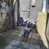 سه عدد مرغ و یک عدد خروس همگی چیل و جوان