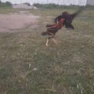 لاری معاوضه یا فروش