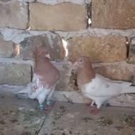 کفتر کبوتر نر وماده کله زرد