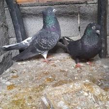 یک جفت کبوتر