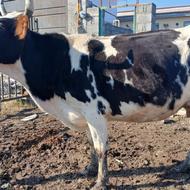 دو راس گاو با گوساله