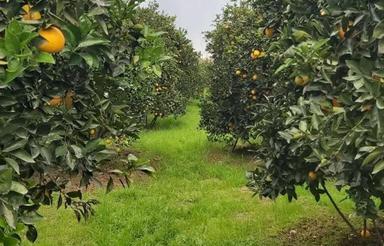 فروش باغ در هچیرود