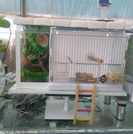 قفس اب نما دار و مرغ مینا