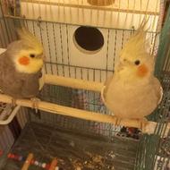 عروس هلندی با قفس