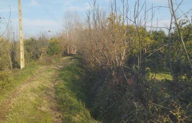 فروش زمین کشاورزی حدود 1 هکتار