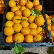 فروش پرتقال محلی وتامسون خونی