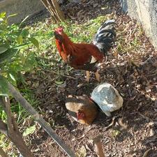 خروس دورگ لاری اصل