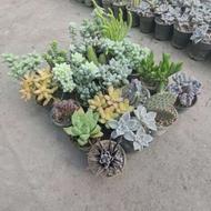 حراج بزرگ گلخانه کاکتوس