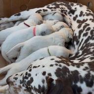 توله سگ سه ماهه شکاری واگذاری