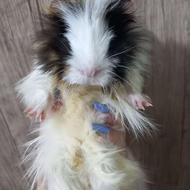 خوکچه هندی وقفس