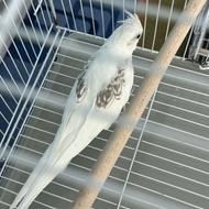 طوطی عروس ماده آلبینو‌دوکت