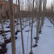 نهال صنوبر نیگرای ترکیه تضمینی