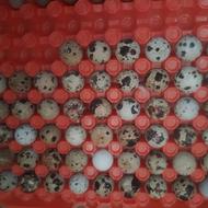 فروش تخم بلدرچین خوراکی تازه