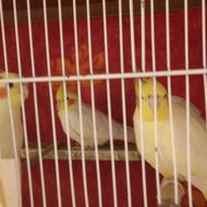 طوطی عروس لوتینو (فوری)