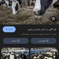 کود حیوانی گاو جوین