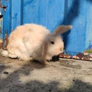 خرگوش لپ بالغ