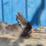 خرگوش لپ بالغ