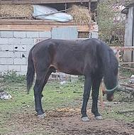 2راس اسب نریون