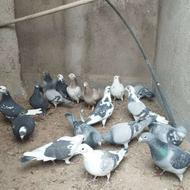 تعداد 18 عدد کبوتر