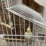 عروس هلندی لوتینو