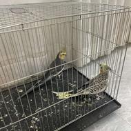 عروس هلندی مولد