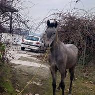 اسب نریان نژادش عرب دره شور