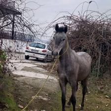 اسب نریان نژادش عرب دره شور