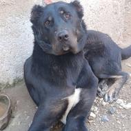 واگذاری سگ ماده خراسانی