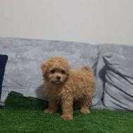 واگذاری پودل بازیگوش