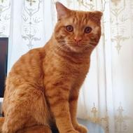 واگذاری همدم باهوش