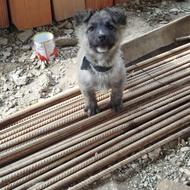 واگذاری پاکوتا دوتا ماده