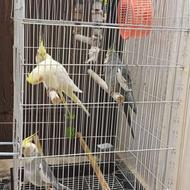 قفس پرنده بزرگ