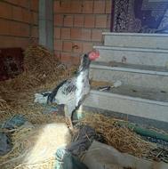 فروش دو عدد جوجه خروس لاری 8 ماهه