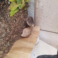 پرنده بلدرچین