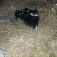 پنج تا توله قطرجان واگذاری