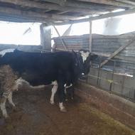 گاو دورگ محلی با گوساله نر 15 کیلو شیر