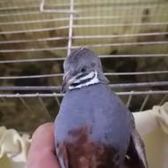 دو جفت بلدرچین مینیاتوری تخمگذار