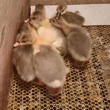 جوجه غاز22 روزه