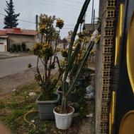 کاکتوس به اندازه2مترخورده ای