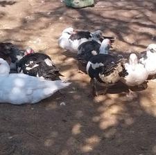 اردک خارجی نر و ماده یک ساله