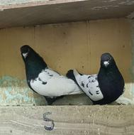 کبوتر رنگی سینه ای