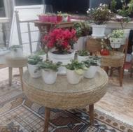 جلو مبلی ،میز حصیری و..