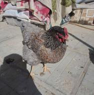 مرغ و خروس ویاندوت بلورد