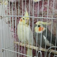 عروس هلندی سخنگو