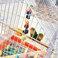 طوطی برزیلی نروماده جوان