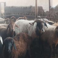 فروش گوسفند زنده