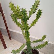 فروش کاکتوس